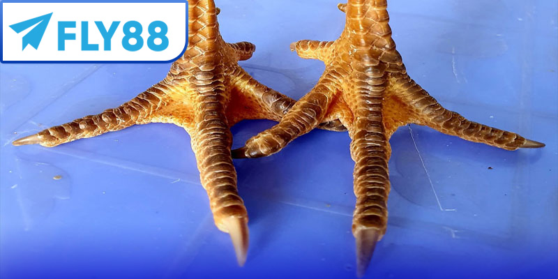 Vảy nội hoa đăng là gì